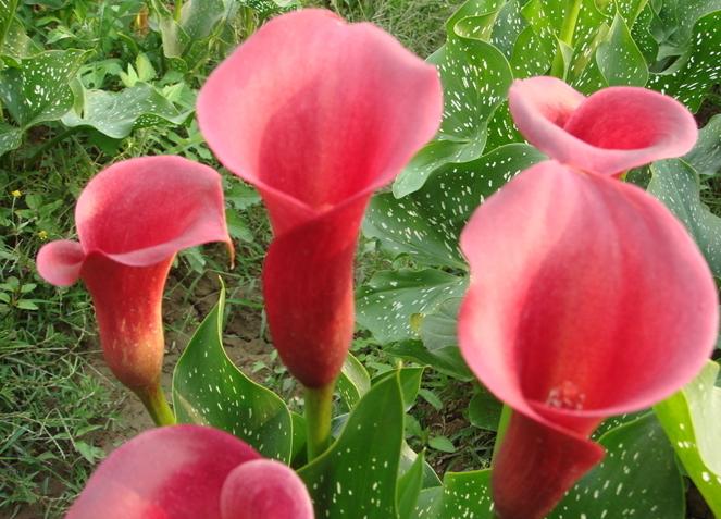 Zantedeschia seeds